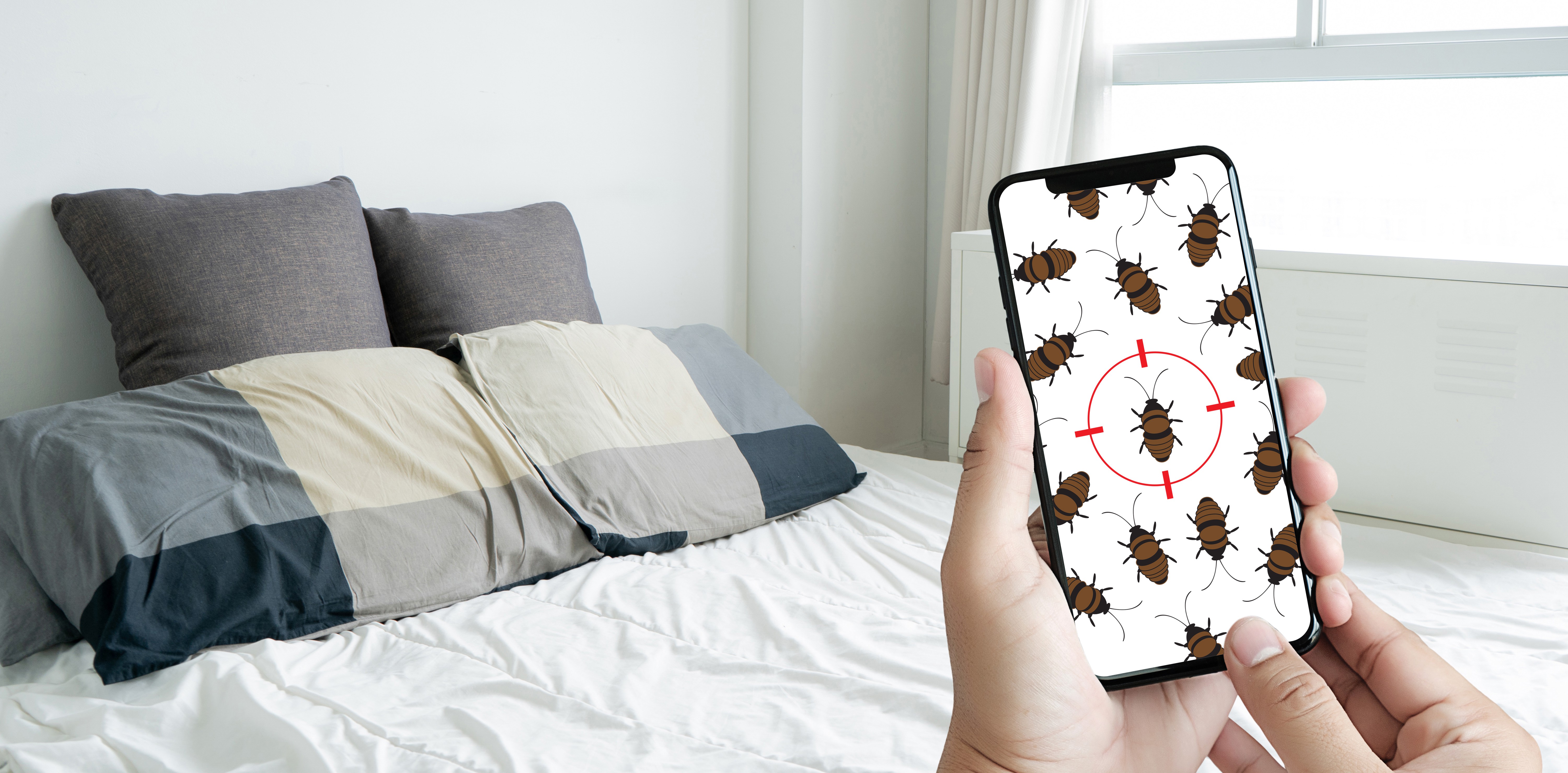  hoe-kom-je-aan-bedwantsen